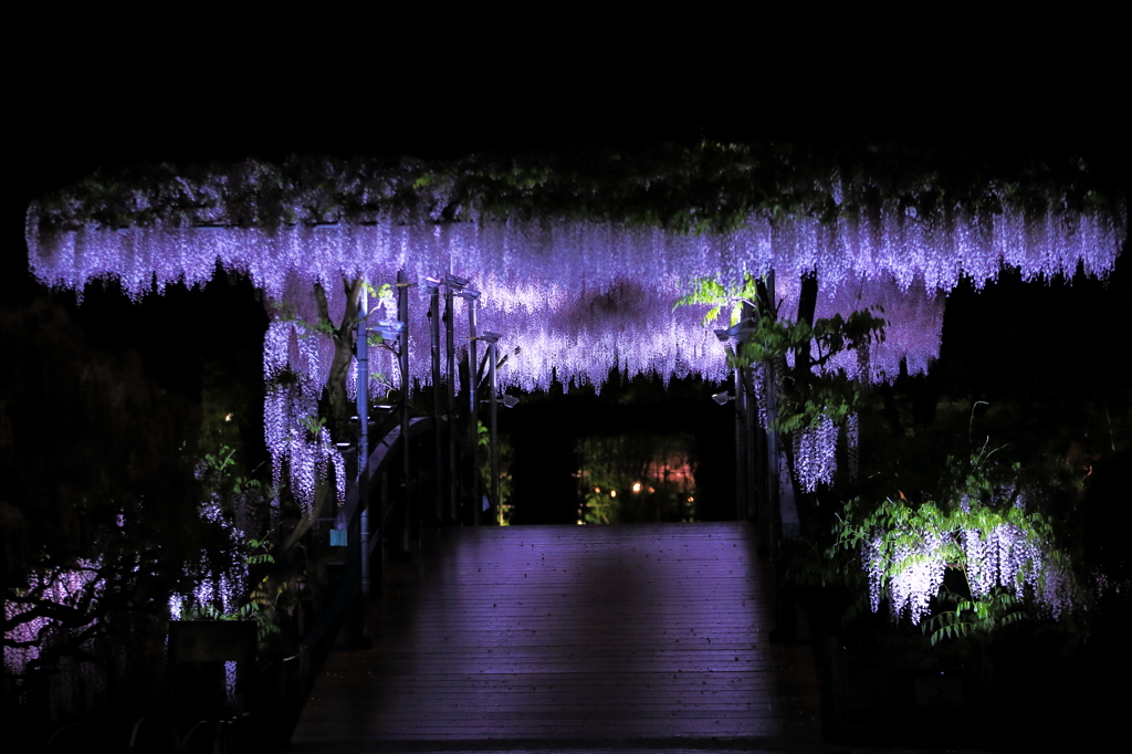 White wistera bridge