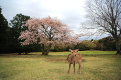 飛火野に桜咲き鹿遊ぶ