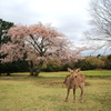 飛火野に桜咲き鹿遊ぶ