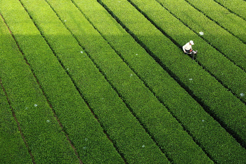 Farmer in the tea plantation