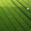 Farmer in the tea plantation