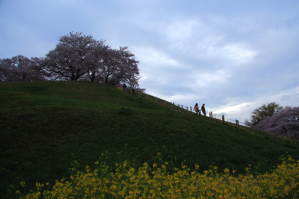 桜、菜の花、二人の影