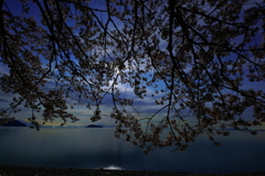月下の桜花と光る湖面