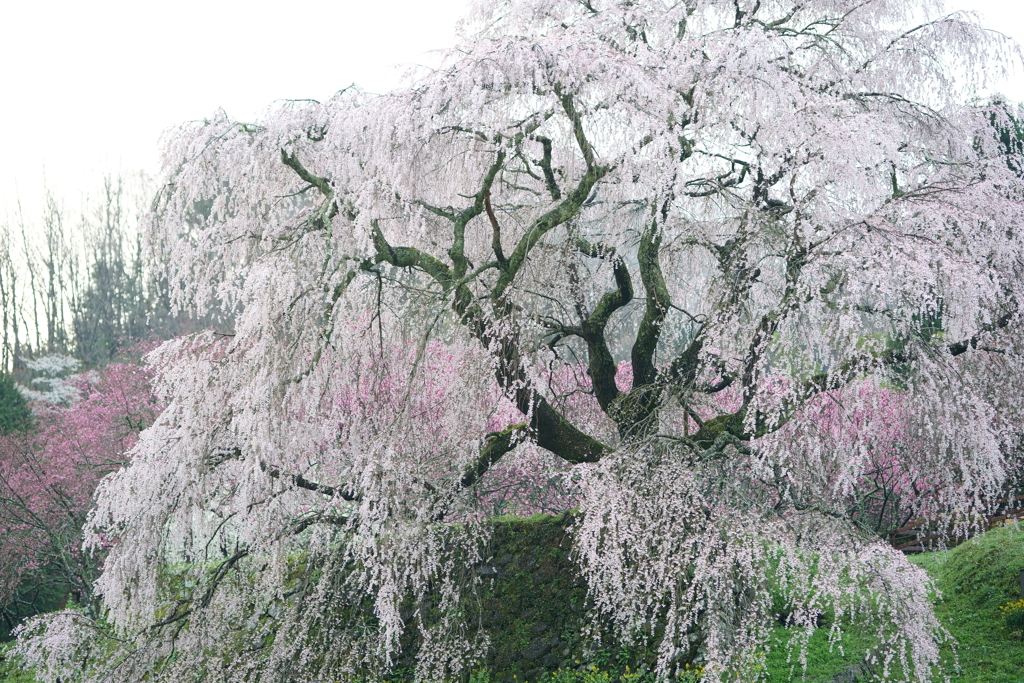 薄曇りの明かりの中に目覚める又兵衛桜