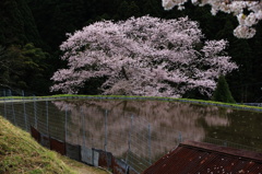 諸木野の桜と囲われた水田