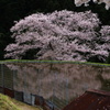 諸木野の桜と囲われた水田