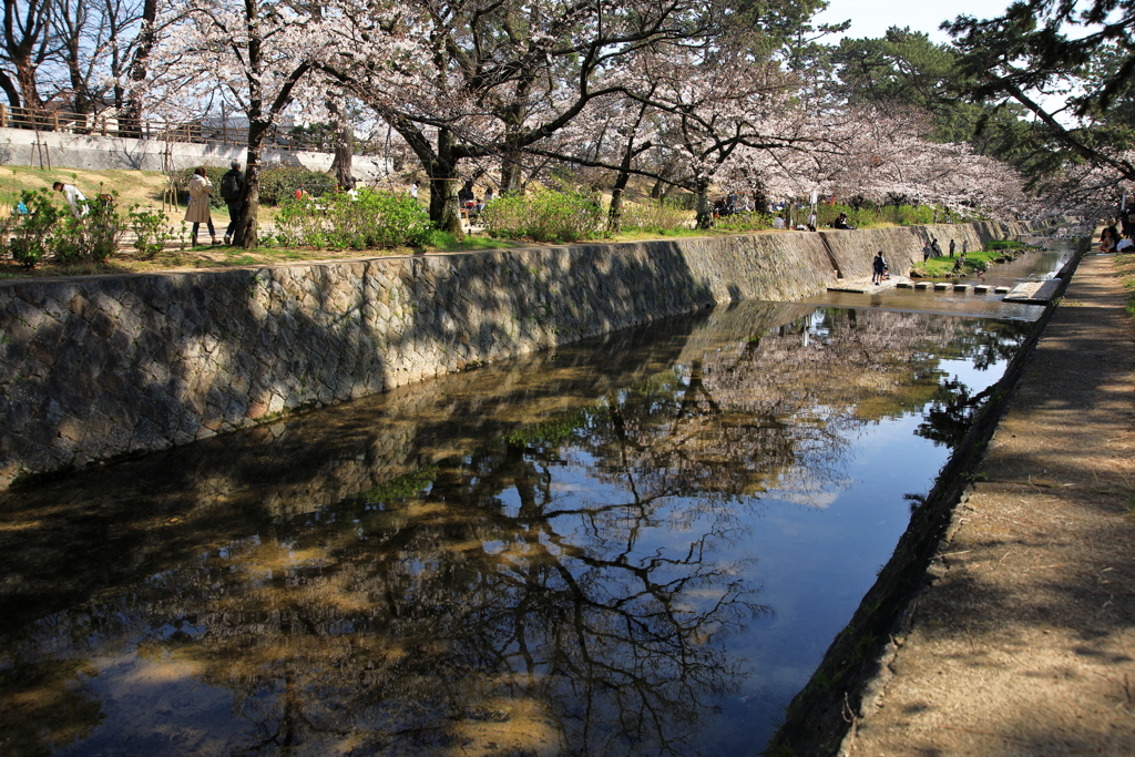 水鏡の中の春