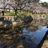 水鏡の中の春
