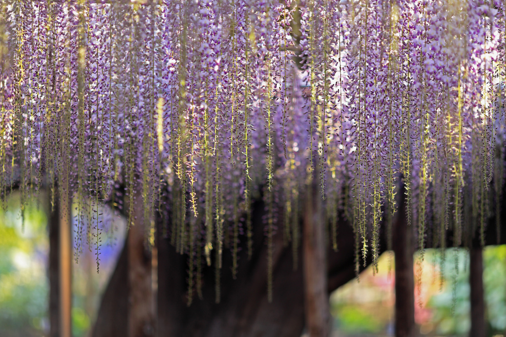 Purple rain