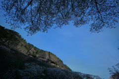 闇に潜む桜と屏風岩