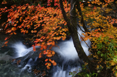 白き瀬に映える紅葉