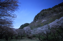 桜の咲く公苑から見上げる屏風岩