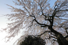 Cherry blossom shawer