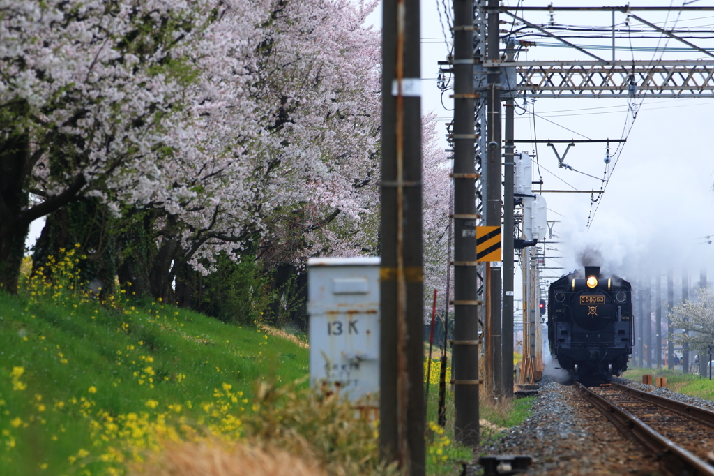 Sakura　Train