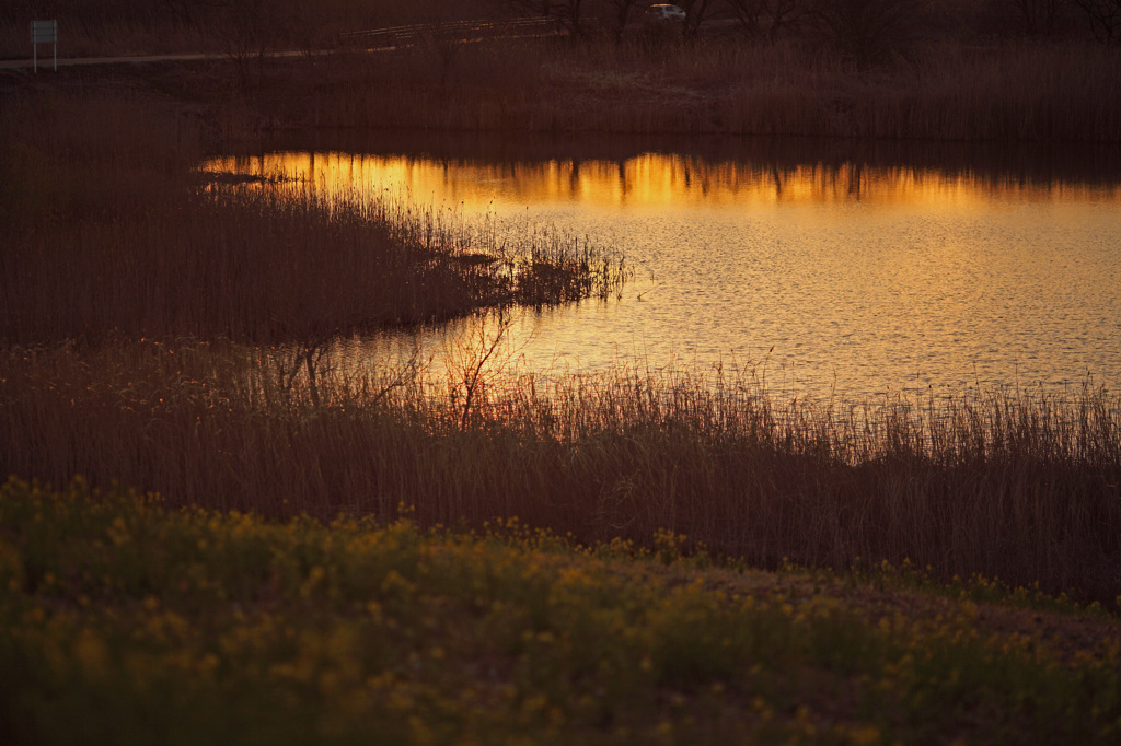 水面に写る夕日