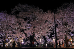 夜桜舞台