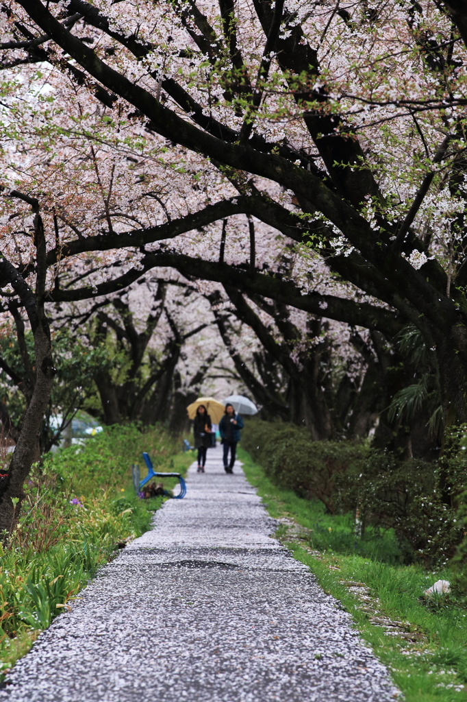 小雨降る桜舗装の径