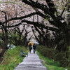小雨降る桜舗装の径