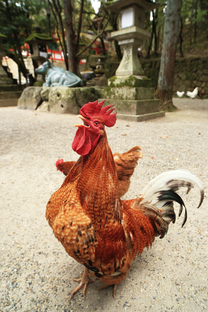 石上神宮を闊歩する鶏たち