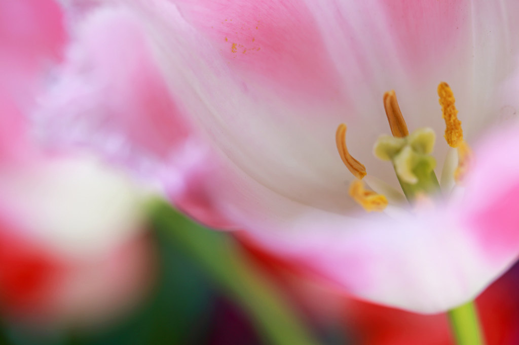Melting　Tulip