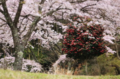 山里の桜と椿