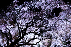 梅枝に咲く桜花