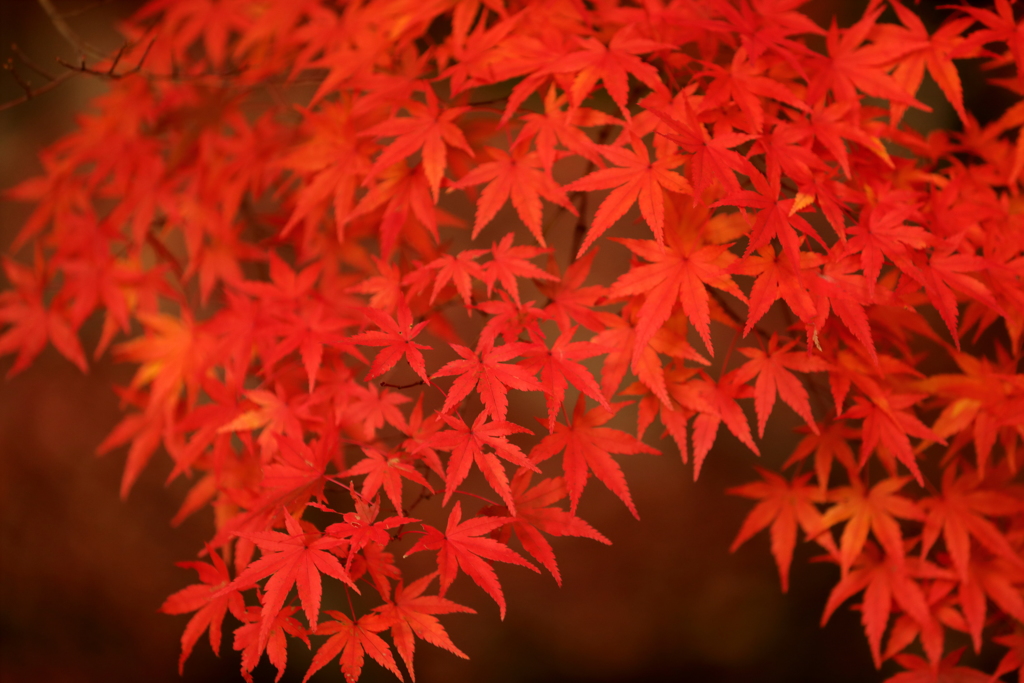 紅葉簾　～夕日を浴びて（表）