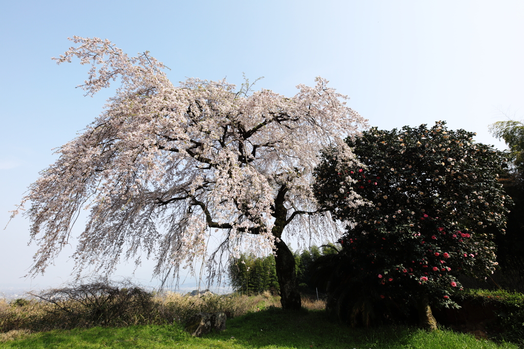 青空に映えるしだれ桜