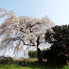 青空に映えるしだれ桜