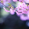 淡い朝日の中の河津桜