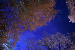 夜桜と星空