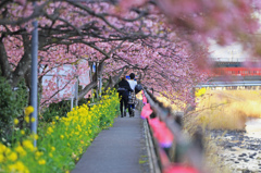 桜トンネルの二人