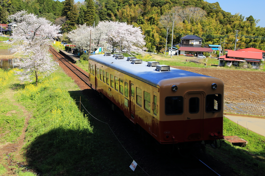 菜の花ボディと桜の飯給駅