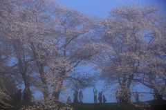 瀧桜を望む丘の上から