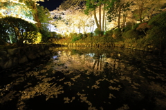三井寺の小さな池の小さな花筏