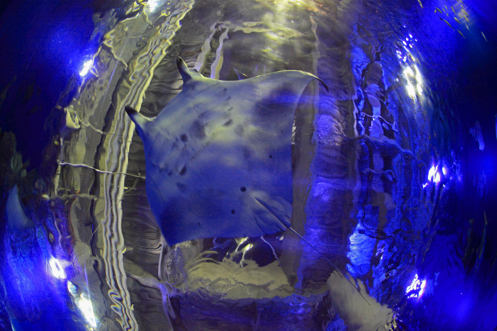 Manta goes beyond the overhead