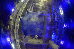 Manta goes beyond the overhead