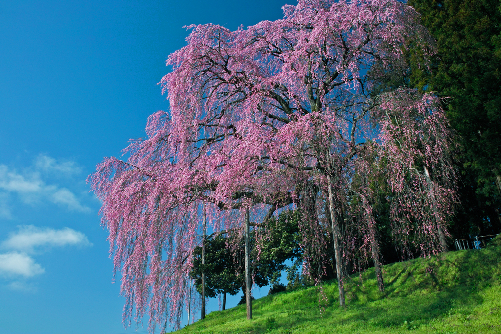 合戦場のしだれ桜～晴天の青空に映える