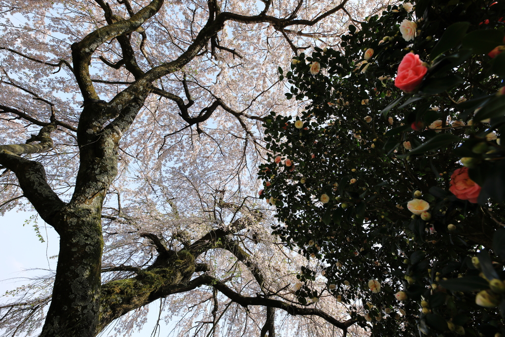 枝垂れ桜と紅白の椿
