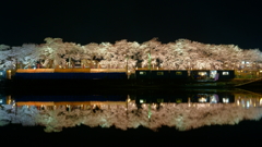 シンメトリー白石川夜桜