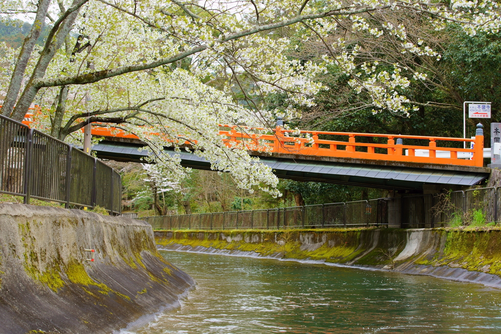 本圀寺正嫡橋の朱と白い桜