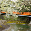 本圀寺正嫡橋の朱と白い桜