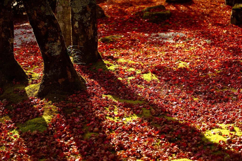 Shadow on fallen leaves