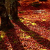 Shadow on fallen leaves