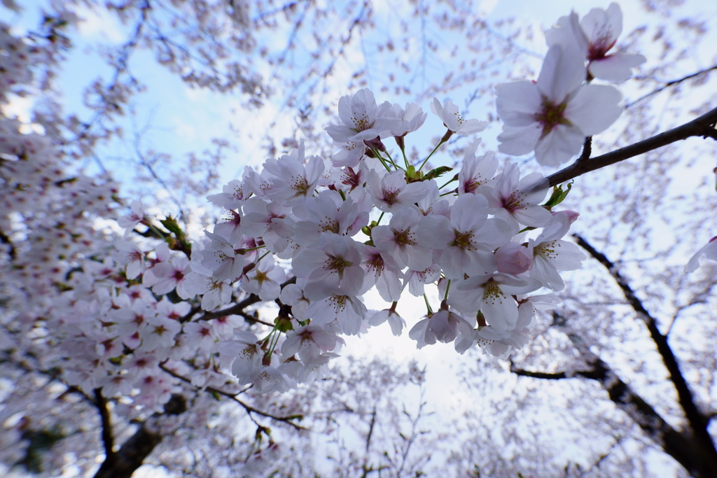 満開桜