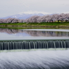 曇り空の白石川堤一目千本桜と冠雪の蔵王