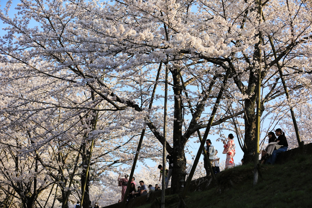 インクライン桜を楽しむ人々