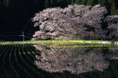 牛繋ぎの桜、咲くもよし、散るもまた良し