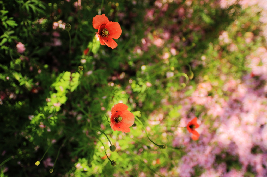 桜の下の雛罌粟