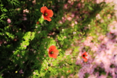 桜の下の雛罌粟